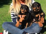 Macar Rottweiler yavrularimiz