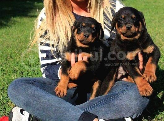 Macar Rottweiler Yavrularimiz