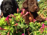 Labrador Retriever Yavrularimiz