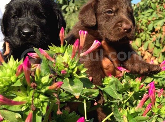 Labrador Retriever Yavrularimiz görsel
