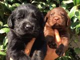 Labrador Retriever Yavrularimiz