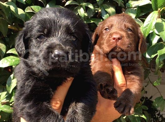 Labrador Retriever Yavrularimiz görsel