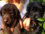 Labrador Retriever yavrularimiz