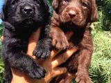 Labrador Retriever Yavrularimiz