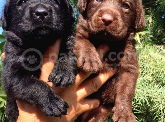 Labrador Retriever Yavrularimiz görsel
