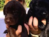 Labrador Retriever Yavrularimiz