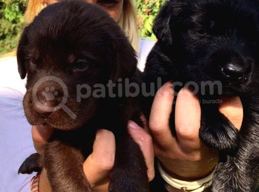 Labrador Retriever Yavrularimiz görsel