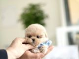 Maltipoo Yavrularımız