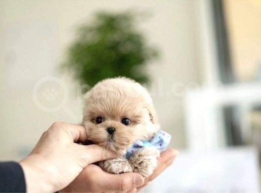 Maltipoo Yavrularımız görsel