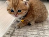 Scottish Fold Secereli Bebekler