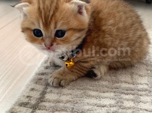 Scottish Fold Secereli Bebekler görsel