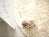 Maltipoo Yavrularımız