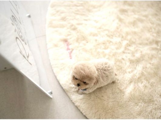 Maltipoo Yavrularımız görsel