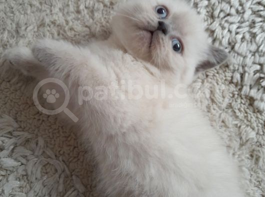 Muhtesem Guzellikte Blue Point Bebegim görsel