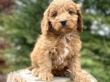 Red Cavapoo Di̇zayn Irk a Kali̇te