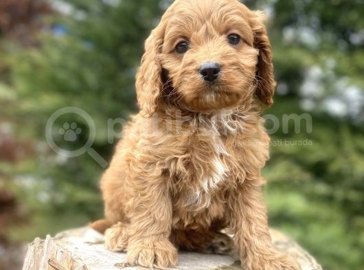 Red Cavapoo Di̇zayn Irk A Kali̇te