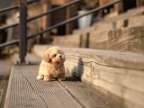 Maltipoo Yavrularımız