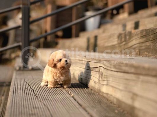 Maltipoo Yavrularımız görsel