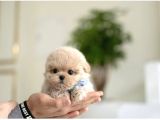Birbirinden Sevimli Maltipoo Yavrularımız