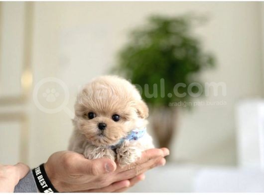 Birbirinden Sevimli Maltipoo Yavrularımız