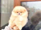 Pomeranian Boo Teddy Face Erkek Yavrumuz