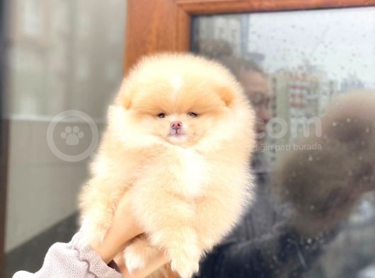 Pomeranian Boo Teddy Face Erkek Yavrumuz görsel