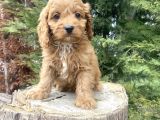Red Cavapoo Di̇zayn Irk A Kali̇te