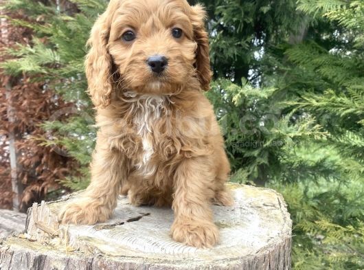 Red Cavapoo Di̇zayn Irk A Kali̇te görsel
