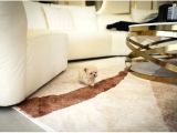 Birbirinden Sevimli Maltipoo Yavrularımız