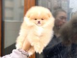Pomeranian Boo Teddy Face Erkek Yavrumuz
