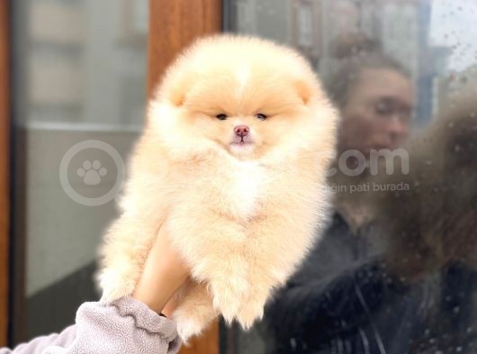 Pomeranian Boo Teddy Face Erkek Yavrumuz