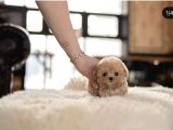 Birbirinden Sevimli Maltipoo Yavrularımız