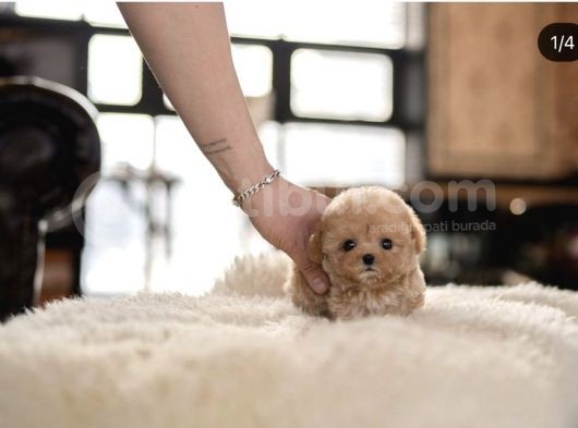 Birbirinden Sevimli Maltipoo Yavrularımız görsel