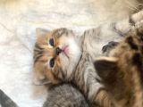 Scottish Fold Secereli Bebekler