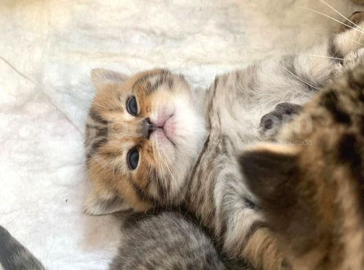 Scottish Fold Secereli Bebekler görsel
