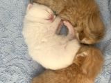 Scottish Fold Secereli Bebekler