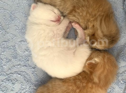 Scottish Fold Secereli Bebekler