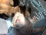 Scottish Fold Secereli Bebekler