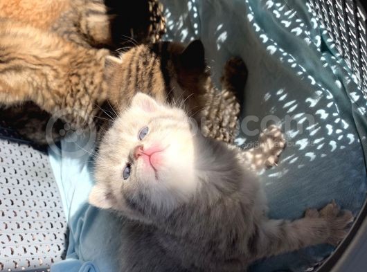 Scottish Fold Secereli Bebekler görsel