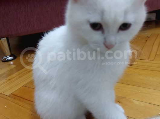 Çok Tatlı Oyuncu British görsel