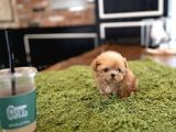 Birbirinden Sevimli Maltipoo Yavrularımız