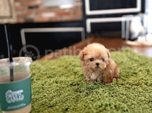 Birbirinden Sevimli Maltipoo Yavrularımız görsel