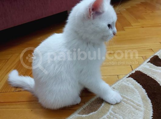 Çok Tatlı Oyuncu British görsel