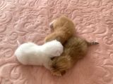 Scottish Fold Secereli Bebekler