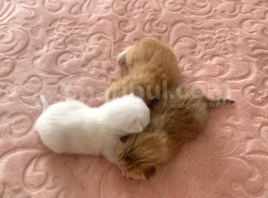 Scottish Fold Secereli Bebekler görsel
