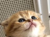 Scottish Fold Secereli Bebekler
