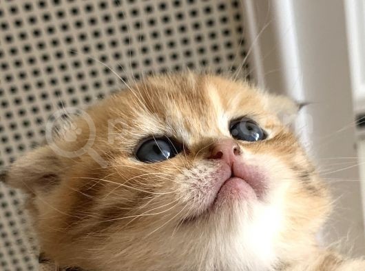 Scottish Fold Secereli Bebekler görsel