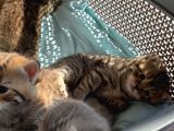 Scottish Fold Secereli Bebekler