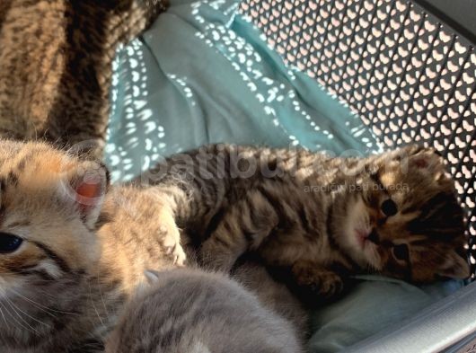 Scottish Fold Secereli Bebekler görsel