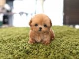 Maltipoo Yavrularımız